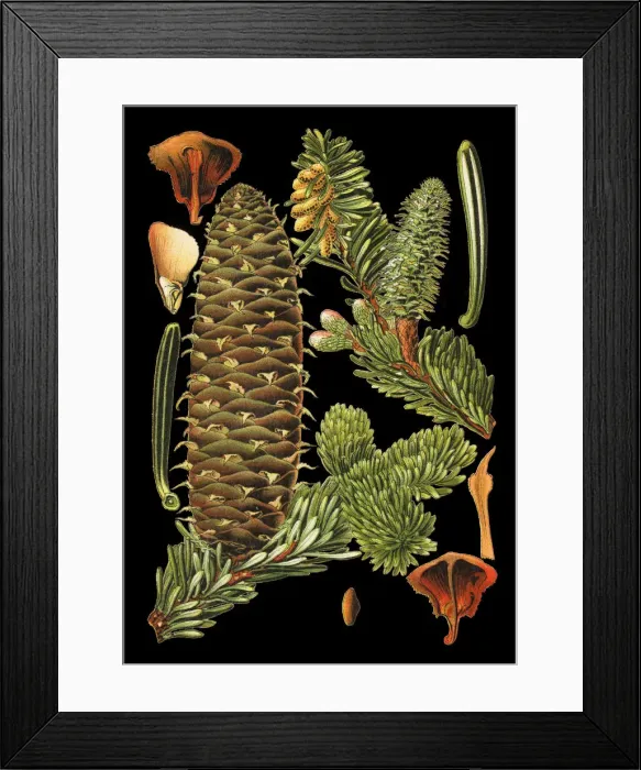 Framed Print : fir-tree. Antique illustration of a Medicinal and Herbal Plants.
