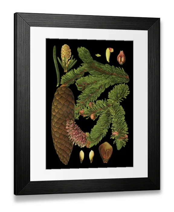 Framed Print : spruce. Antique illustration of a Medicinal and Herbal Plants. Framed Print : spruce. Antique illustration of a Medicinal and Herbal Plants.
