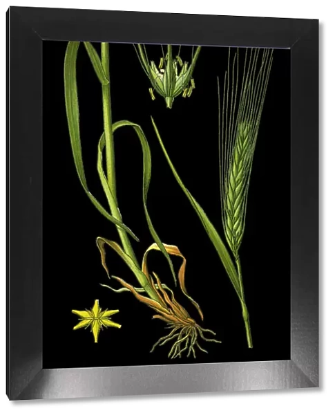 Barley. Antique illustration of a Medicinal and Herbal Plants.