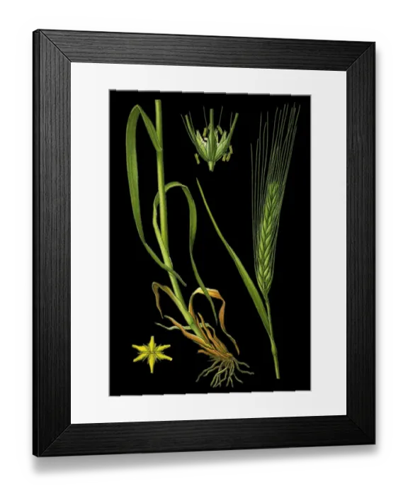 Framed Print : Barley. Antique illustration of a Medicinal and Herbal Plants.