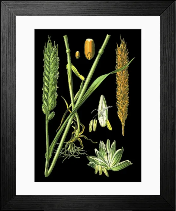 Framed Print : bread wheat Framed Print : bread wheat