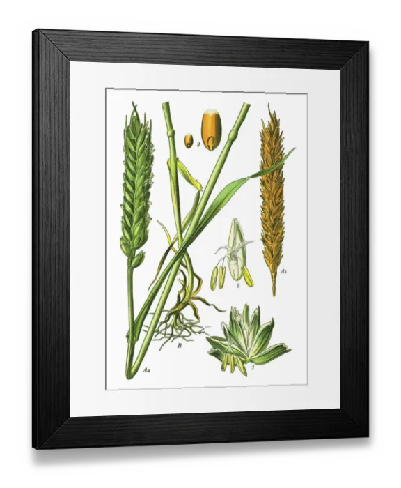 Framed Print : bread wheat Framed Print : bread wheat