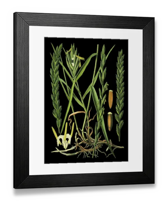 Framed Print : couch grass Framed Print : couch grass