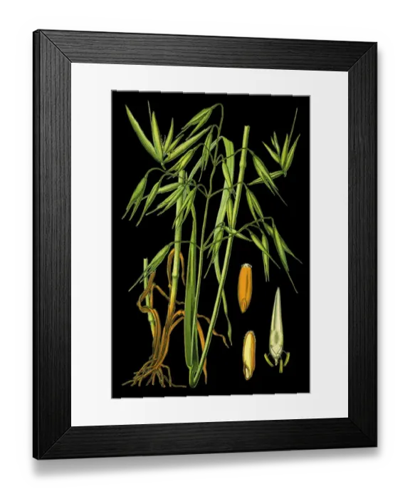Framed Print : common oat Framed Print : common oat