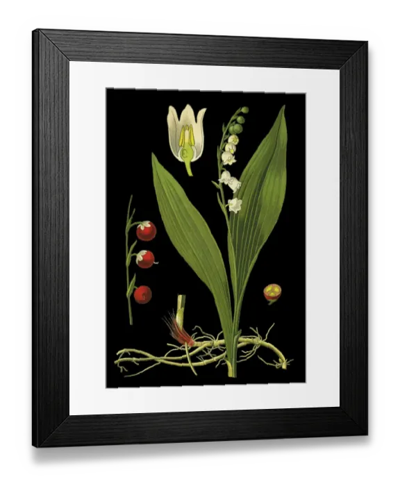 Framed Print : lily of the valley Framed Print : lily of the valley