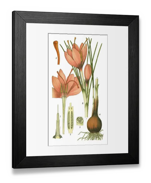 Framed Print : saffron. Antique illustration of a Medicinal and Herbal Plants. Framed Print : saffron. Antique illustration of a Medicinal and Herbal Plants.
