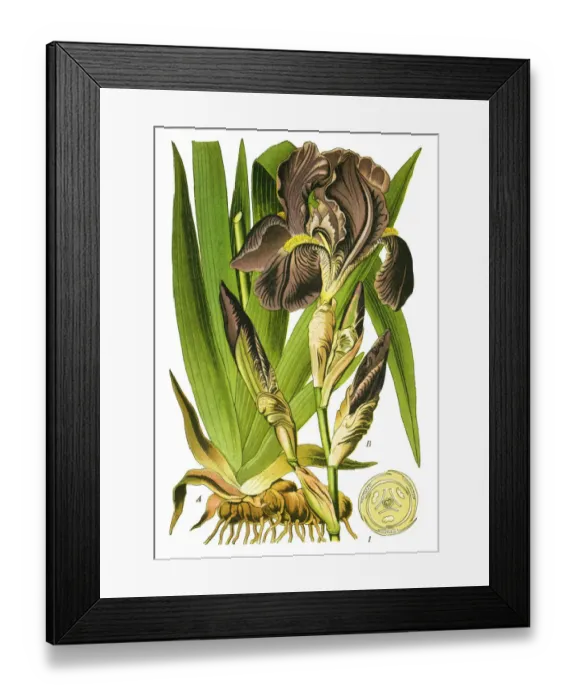 Framed Print : bearded iris or German bearded iris Framed Print : bearded iris or German bearded iris