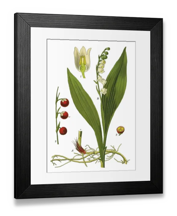 Framed Print : lily of the valley Framed Print : lily of the valley