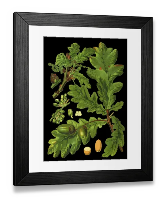 Framed Print : common oak, pedunculate oak, European oak