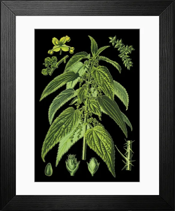 Framed Print : common nettle, stinging nettle, nettle leaf Framed Print : common nettle, stinging nettle, nettle leaf