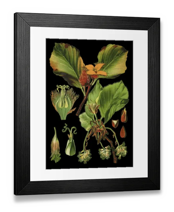 Framed Print : European beech, common beech Framed Print : European beech, common beech