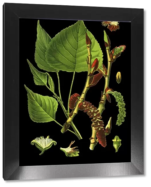 poplar. Antique illustration of a Medicinal and Herbal Plants.