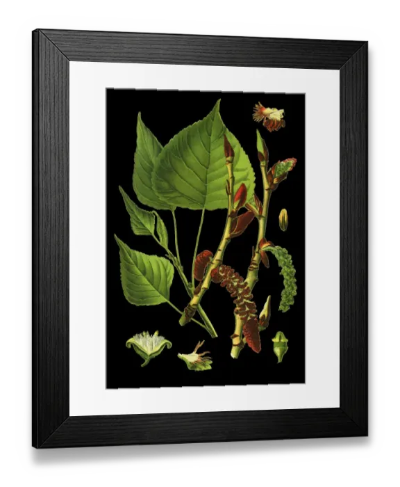 Framed Print : poplar. Antique illustration of a Medicinal and Herbal Plants. Framed Print : poplar. Antique illustration of a Medicinal and Herbal Plants.