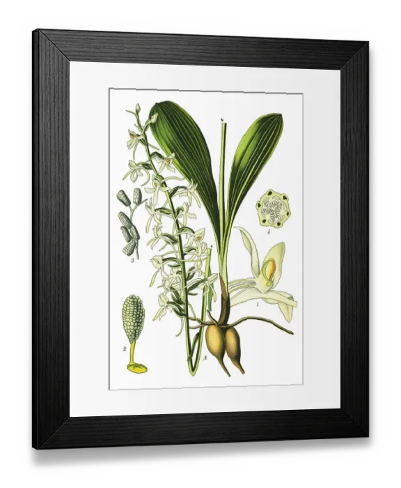 Framed Print : lesser butterfly-orchid Framed Print : lesser butterfly-orchid