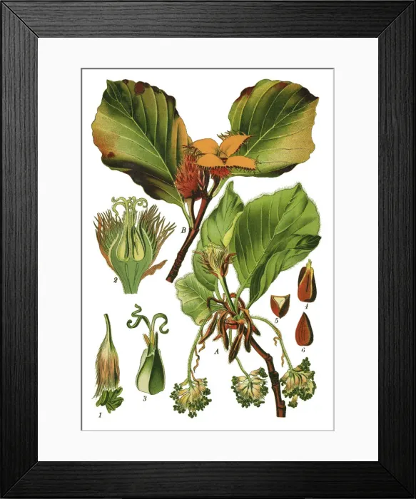 Framed Print : European beech, common beech Framed Print : European beech, common beech