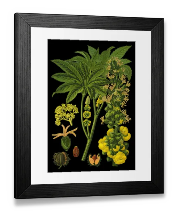 Framed Print : castor bean, castor oil plant Framed Print : castor bean, castor oil plant