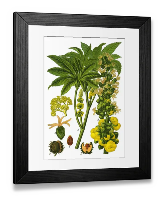 Framed Print : castor bean, castor oil plant Framed Print : castor bean, castor oil plant