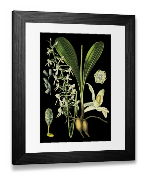 Framed Print : lesser butterfly-orchid