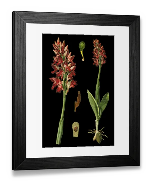Framed Print : military orchid Framed Print : military orchid