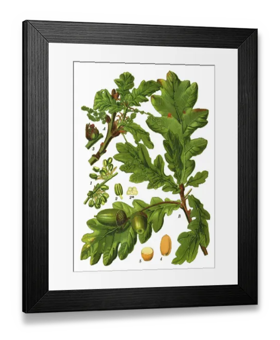 Framed Print : common oak, pedunculate oak, European oak Framed Print : common oak, pedunculate oak, European oak