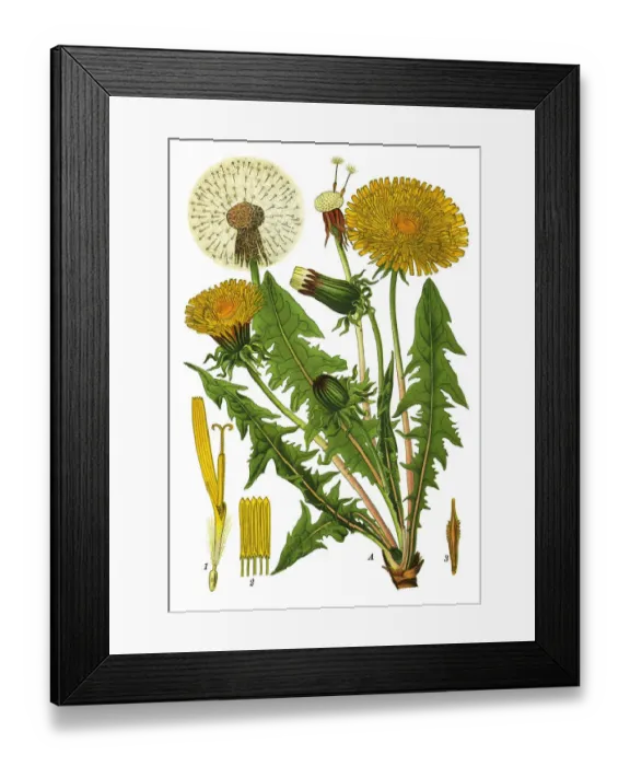 Framed Print : dandelion. Antique illustration of a Medicinal and Herbal Plants. Framed Print : dandelion. Antique illustration of a Medicinal and Herbal Plants.