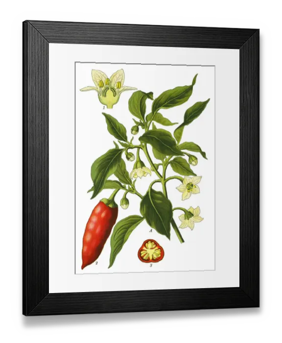 Framed Print : Capsicum, peppers, cayenne peppers Framed Print : Capsicum, peppers, cayenne peppers