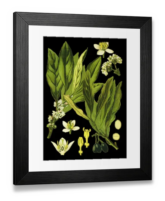 Framed Print : bay tree, laurel, sweet bay, true laurel, Grecian laurel Framed Print : bay tree, laurel, sweet bay, true laurel, Grecian laurel