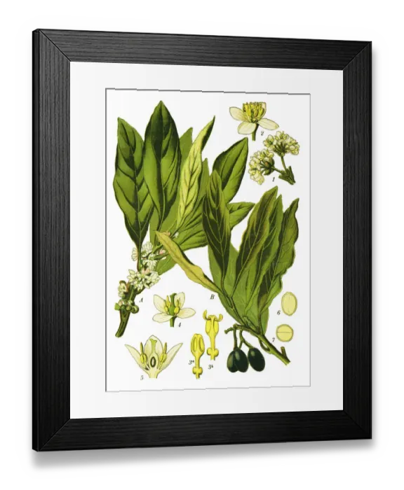 Framed Print : bay tree, laurel, sweet bay, true laurel, Grecian laurel Framed Print : bay tree, laurel, sweet bay, true laurel, Grecian laurel