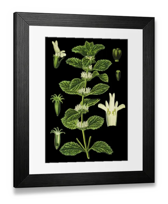 Framed Print : white horehound, common horehound, horehound Framed Print : white horehound, common horehound, horehound