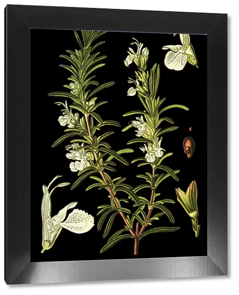 rosemary. Antique illustration of a Medicinal and Herbal Plants.