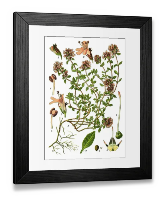 Framed Print : Breckland thyme, thyme, Breckland wild thyme, wild thyme, creeping thyme, elfin thyme Framed Print : Breckland thyme, thyme, Breckland wild thyme, wild thyme, creeping thyme, elfin thyme