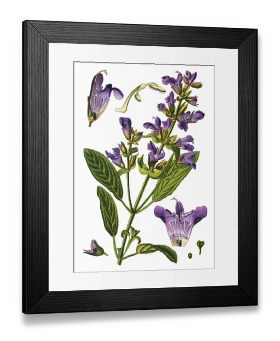 Framed Print : sage, also called garden sage, common sage, culinary sage Framed Print : sage, also called garden sage, common sage, culinary sage