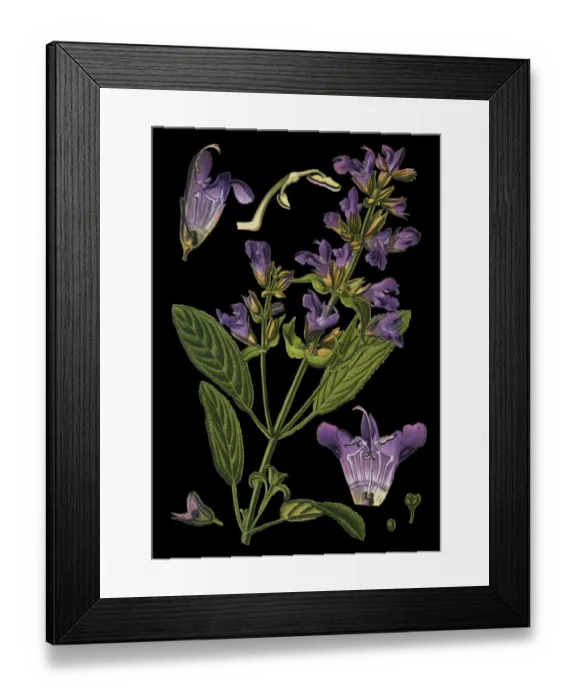 Framed Print : sage, also called garden sage, common sage, culinary sage Framed Print : sage, also called garden sage, common sage, culinary sage