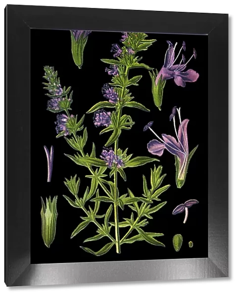 hyssop. Antique illustration of a Medicinal and Herbal Plants.
