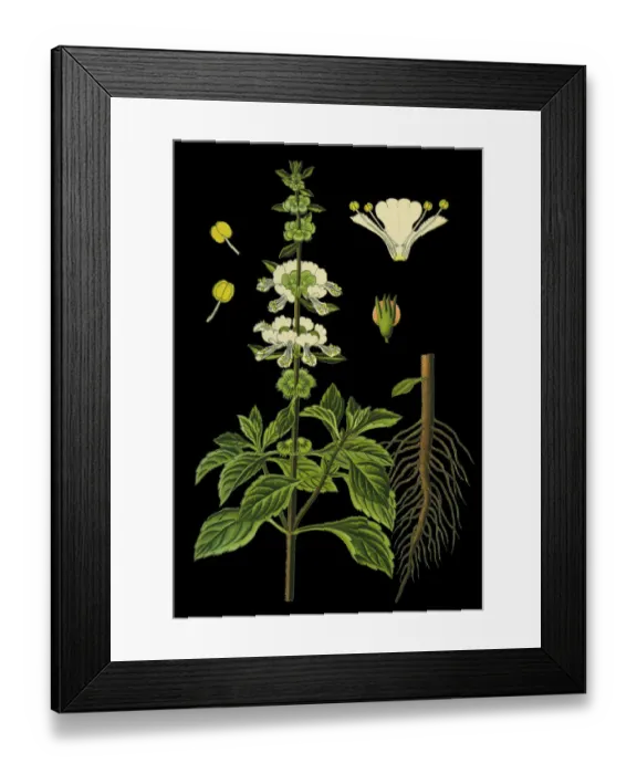 Framed Print : great basil Framed Print : great basil
