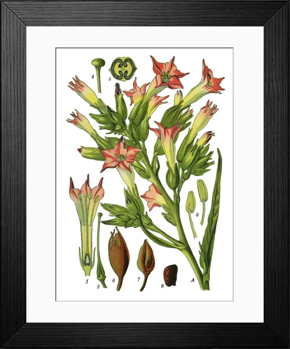 Framed Print : tobacco. Antique illustration of a Medicinal and Herbal Plants. Framed Print : tobacco. Antique illustration of a Medicinal and Herbal Plants.