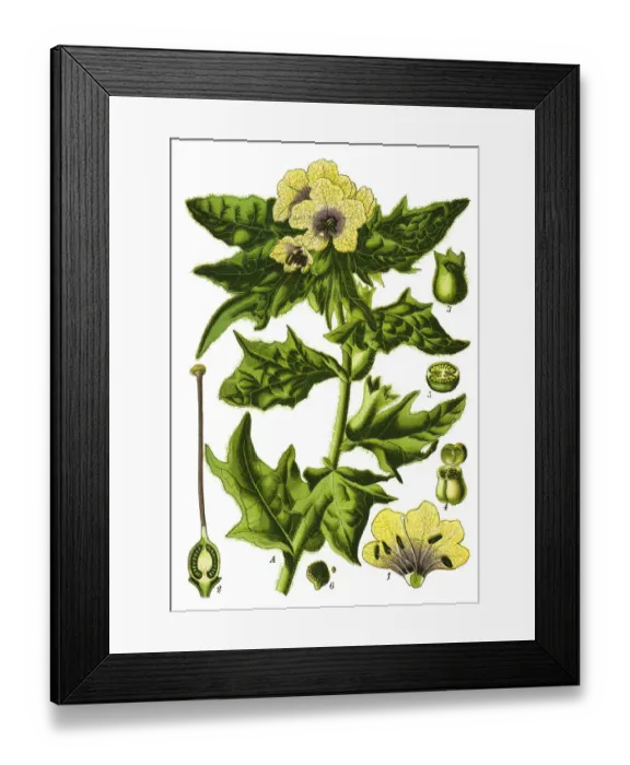 Framed Print : henbane, black henbane, stinking nightshade Framed Print : henbane, black henbane, stinking nightshade