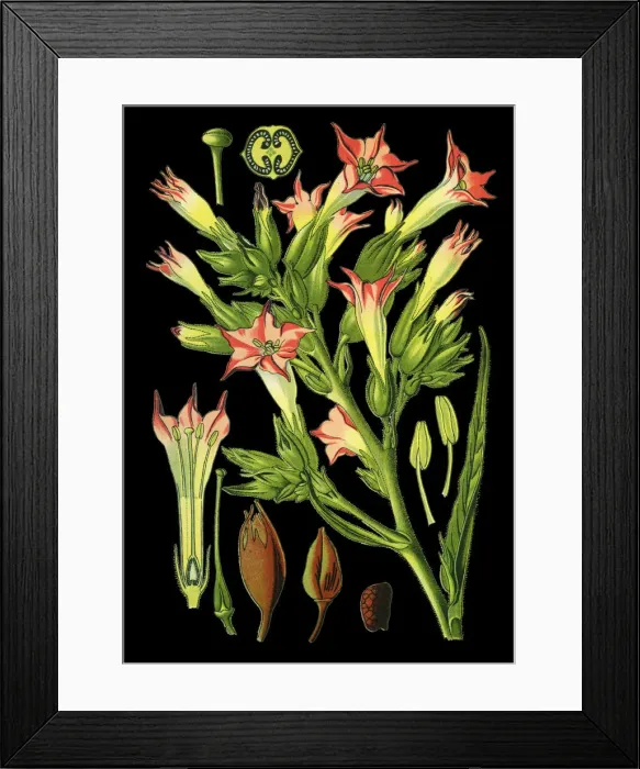 Framed Print : tobacco. Antique illustration of a Medicinal and Herbal Plants. Framed Print : tobacco. Antique illustration of a Medicinal and Herbal Plants.
