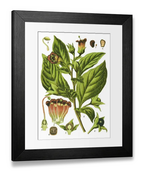 Framed Print : belladonna, deadly nightshade Framed Print : belladonna, deadly nightshade