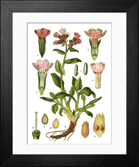 Framed Print : lungwort, common lungwort, Marys tears Framed Print : lungwort, common lungwort, Marys tears