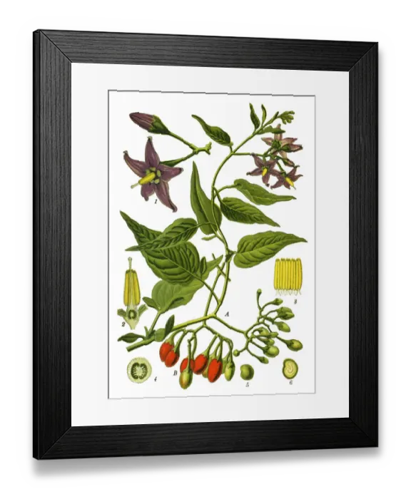 Framed Print : bittersweet, Nightshade, Solanum Framed Print : bittersweet, Nightshade, Solanum