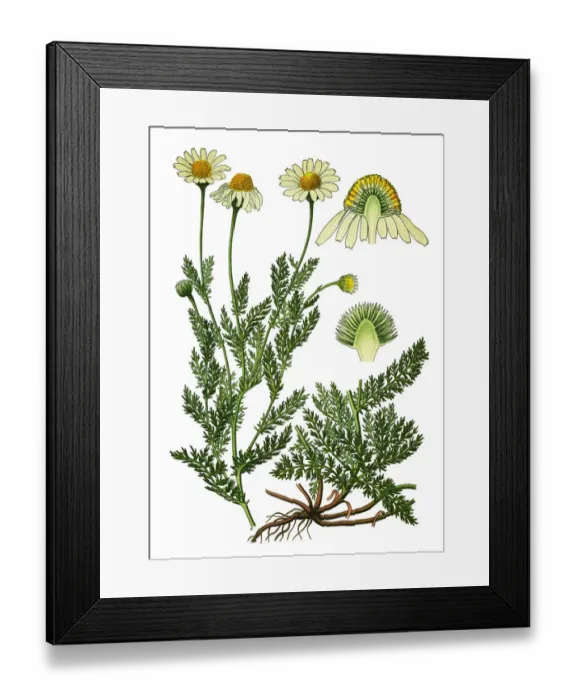 Framed Print : chamomile, Roman chamomile, English chamomile, garden chamomile, ground apple, low chamomile Framed Print : chamomile, Roman chamomile, English chamomile, garden chamomile, ground apple, low chamomile