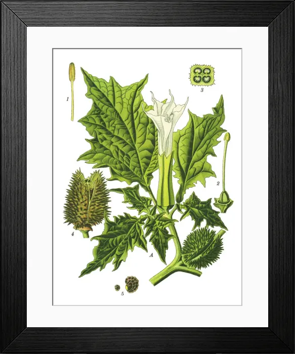 Framed Print : jimsonweed, jimson weed, devils snare, hells bells, devils trumpet, devils weed Framed Print : jimsonweed, jimson weed, devils snare, hells bells, devils trumpet, devils weed