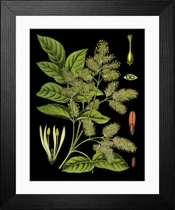 Framed Print : manna ash, South European, flowering ash, ash Framed Print : manna ash, South European, flowering ash, ash