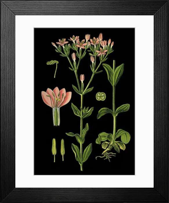 Framed Print : common centaury, European centaury Framed Print : common centaury, European centaury