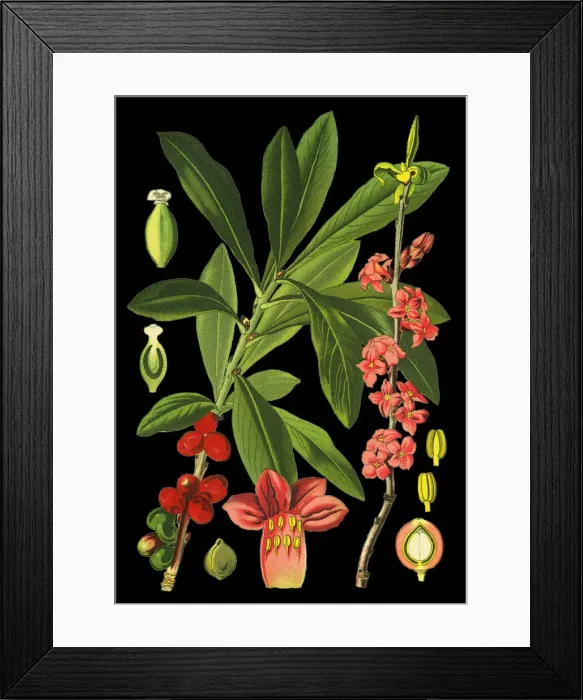 Framed Print : mezereum, mezereon, February daphne, spurge, spurge laurel, spurge olive Framed Print : mezereum, mezereon, February daphne, spurge, spurge laurel, spurge olive