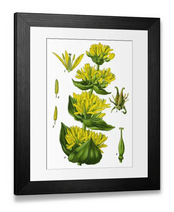 Framed Print : great yellow, gentian Framed Print : great yellow, gentian