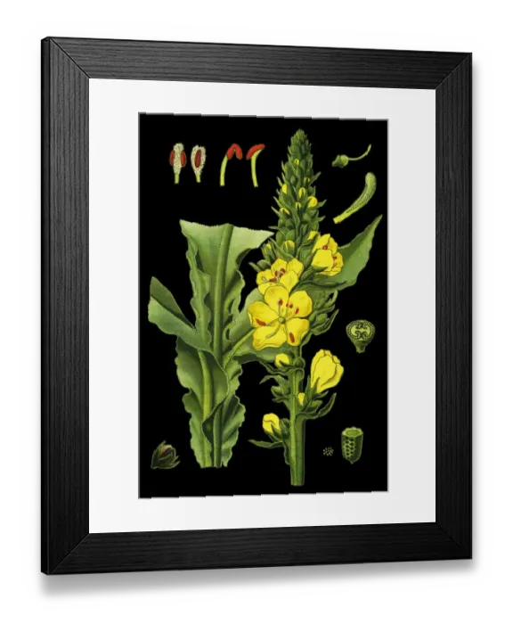 Framed Print : mullein, velvet plant Framed Print : mullein, velvet plant