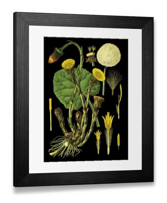 Framed Print : coltsfoot, foalfoot Framed Print : coltsfoot, foalfoot