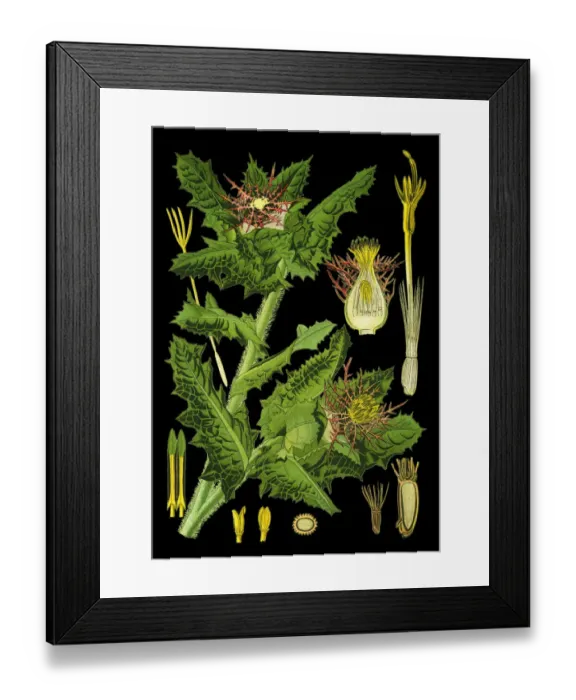 Framed Print : Benedicts thistle, blessed thistle, holy thistle, spotted thistle Framed Print : Benedicts thistle, blessed thistle, holy thistle, spotted thistle